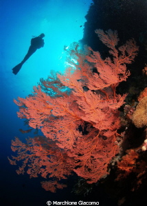 Red coral
Nikon D200 , 60 micro , twin strobo
North Sul... by Marchione Giacomo 